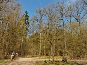 Der neue Kamelleboom