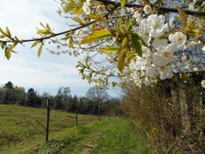 Wiesenweg mit Obst gesäumt