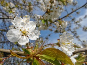 Kirschblüten