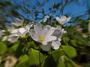 Es blüht - Waldsauerklee