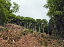 Windbruch oder Forstarbeiten?