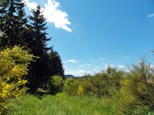 Wiesenwege mit Ginster gesäumt