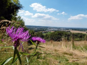 Flockenblumen und der Blick zurück