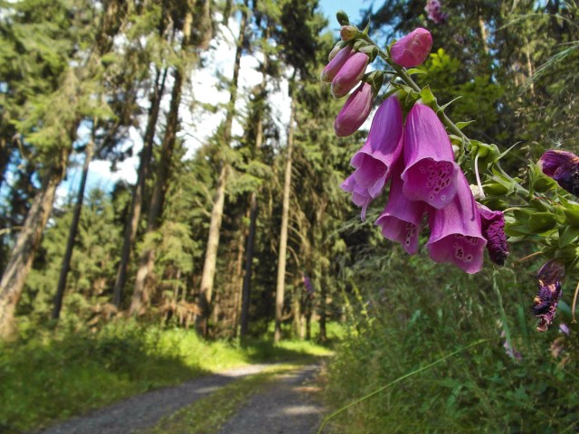 Fingerhut am Wegesrand