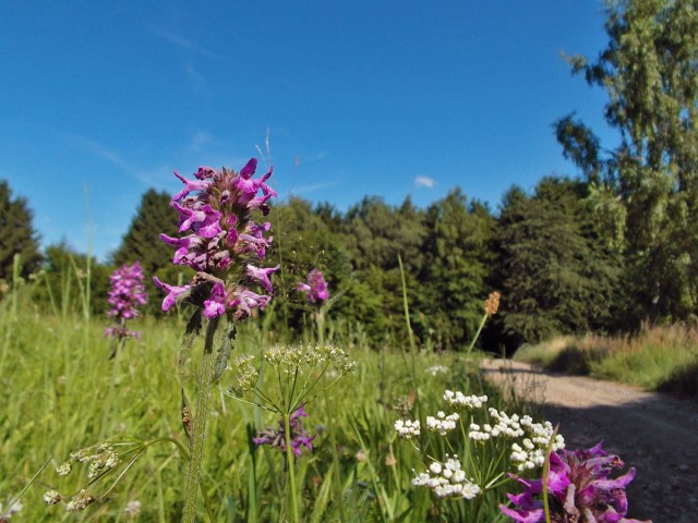 Bunte Farbklekse am Wegesrand - Betonie