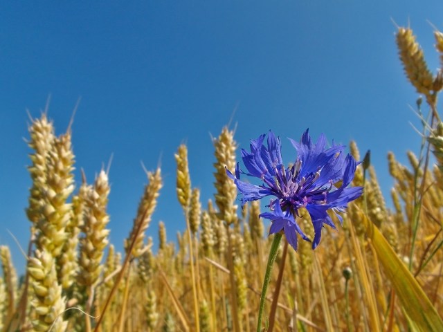 Ein wunderbares blau