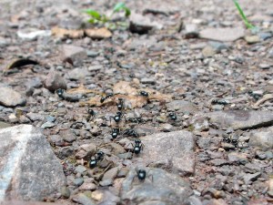 Geschäftige Ameisen