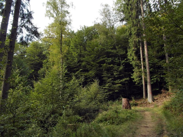 Naturbelassener Abschnitt