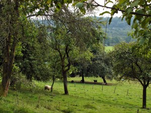 Schafe auf den Obstwiesen