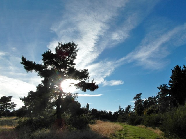 In der Wacholderheide
