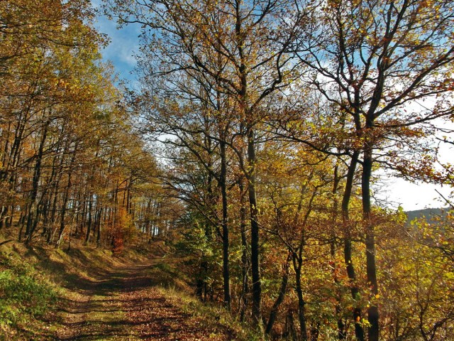 Bunter Herbstwald