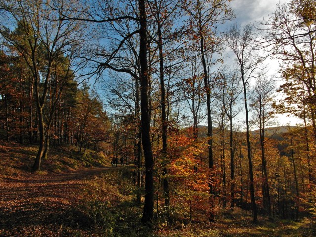 letzte Waldabschnitt