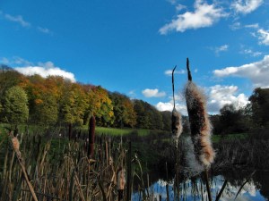 Wolkenspiele am Weiher