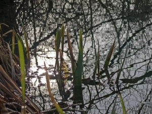 Der Tümpel am Heunenhof