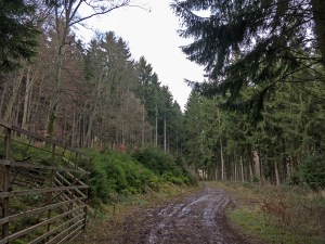 Waldweg in Richtung Köhlerhütte