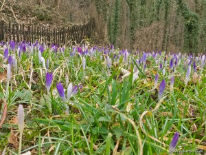 krokusse_weilberg