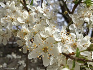Frühling 2014