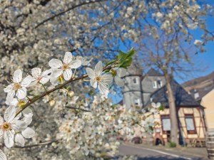 Frühling in Zell an der Mosel