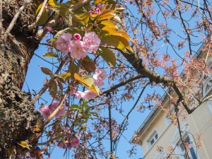 Kirschblüte Altstadt