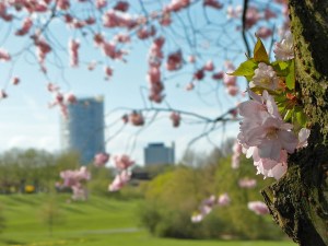 Kirschblüte Rheinaue
