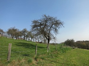 Wiesenweg zwischen den Weiden