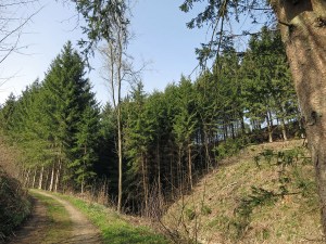 Waldabschnitt mit Sonne