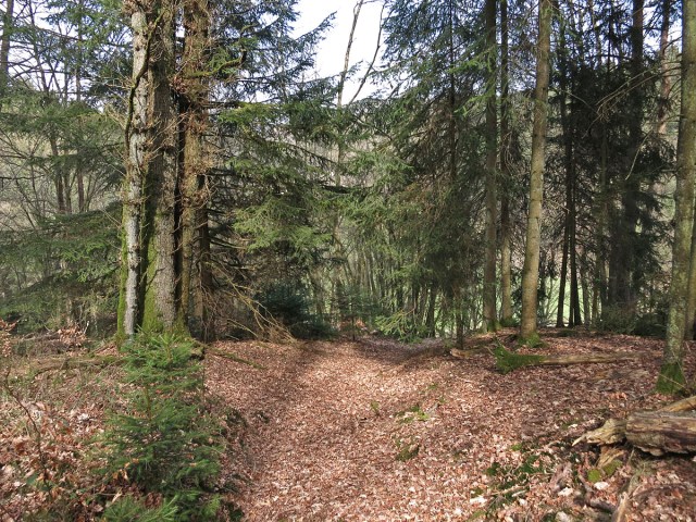 Pfad ins Holperbachtal