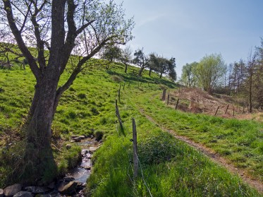 Bald trinken hier Kühe aus dem Bach