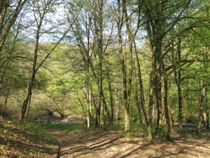 In Richtung Pantenburg