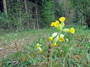 Schlüsselblumen und Pilze