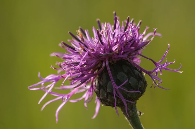 KONICA MINOLTA DIGITAL CAMERA