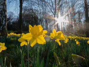 Narzissen